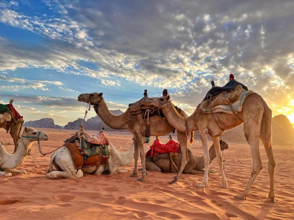 Rum Jordan Camp And Tours Wadi Rum Exteriér fotografie